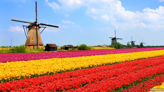 گل لاله و آسیاب های بادی نماد کشور هلند هستند. البته نکته ی جالب این است که گل لاله بومی هلند نیست و در قرن هفدهم و در زمان امپراتوری عثمانی وارد این کشور شده است