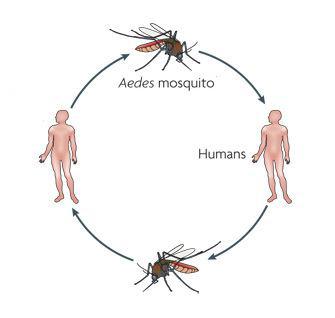 ویروس زیکا (zika) چیست و آیا باید نگران شیوع آن بود؟