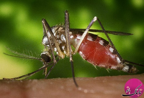 پشه ها چه بیماری هایی را به ما منتقل می کنند؟