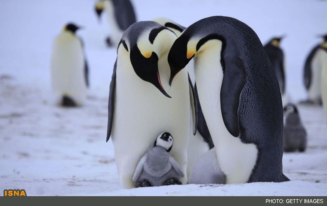 دلیل یخ نزدن پنگوئن ها چیست؟