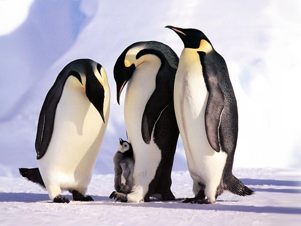 دلیل یخ نزدن پنگوئن ها چیست؟