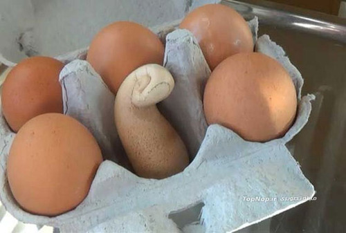 عکس: تخم مرغ عجیب و غریب