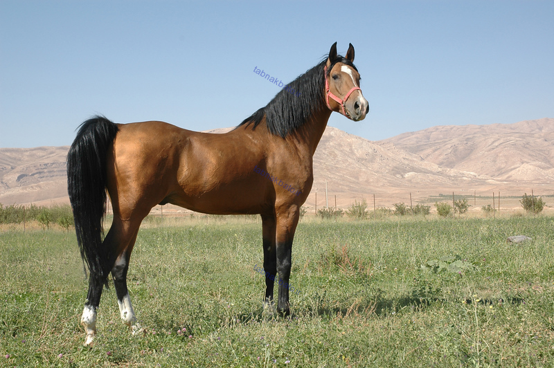 زیباترین اسب اصیل ایرانی