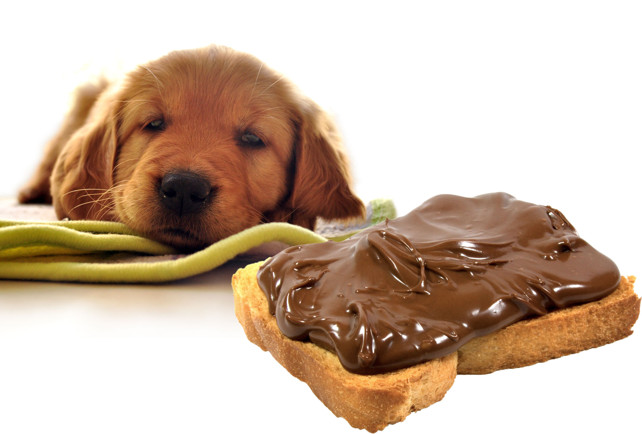 چرا خوردن شکلات سگ ها را می کشد؟