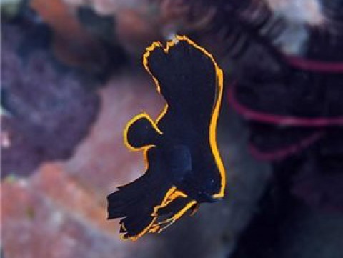 خفاش ماهی پیناتوس؛ پرنده آتشین ماهی ها