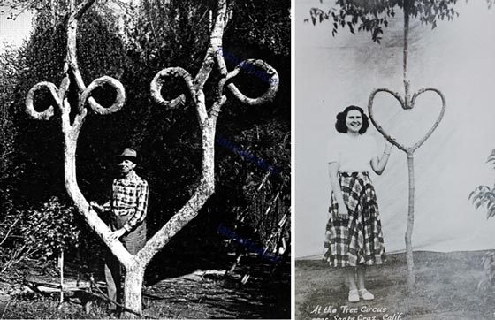 متفاوت ترین درختان جهان در سیرک درختان