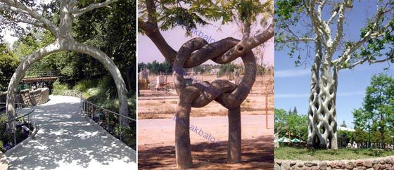 متفاوت ترین درختان جهان در سیرک درختان