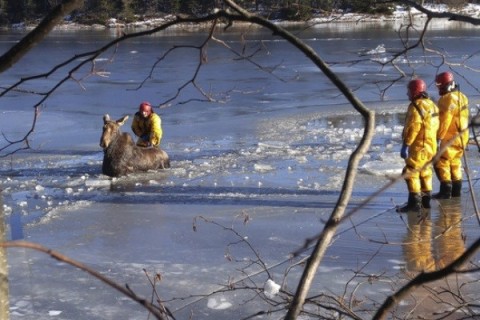 نجات گوزن گرفتار در دریاچه یخ زده