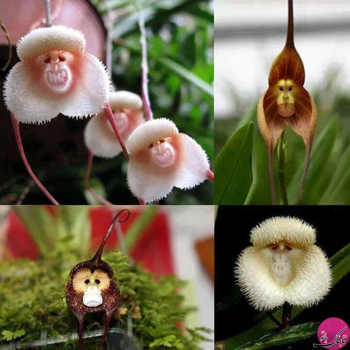 کمیاب ترین و عجیب ترین گل های جهان 