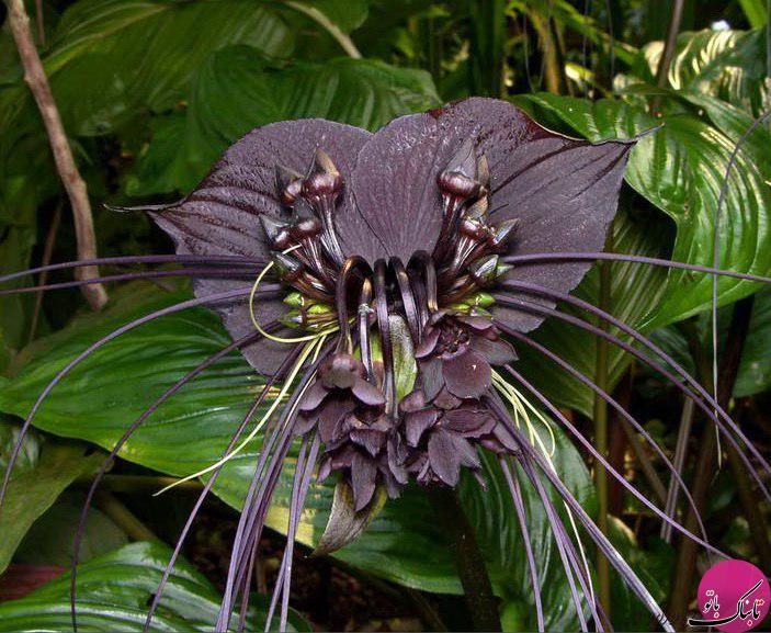کمیاب ترین و عجیب ترین گل های جهان 1