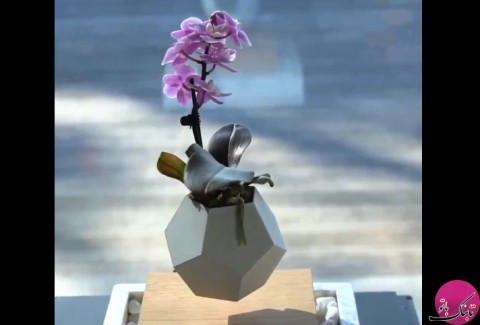 ابتکار فوق العاده دیدنی: گلدان معلق در هوا