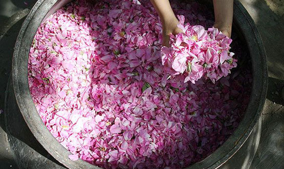 تصاویر: آیین زیبایی گلابگیری