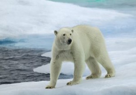 شکار بی رحمانه‌ی خرس قطبی