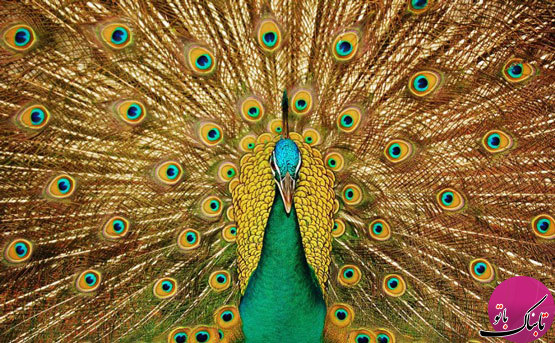 زیبایی های طاووس در قاب «تابناک باتو»