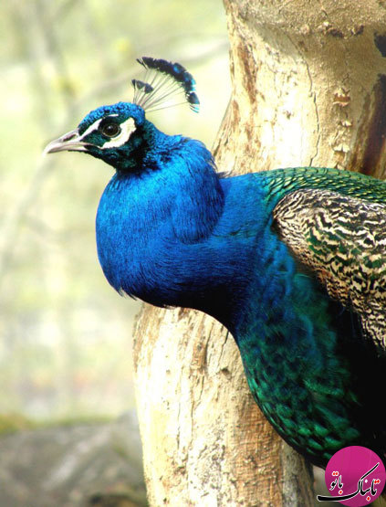 زیبایی های طاووس در قاب «تابناک باتو»