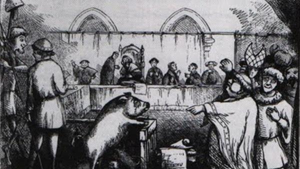 موارد عجیب از محاکمه حیوانات در تاریخ