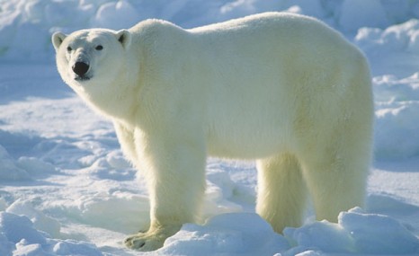 غمگین‌ترین خرس قطبی جهان در دام سلفی‌گیران