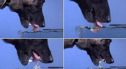نمای آهسته نحوه آب خوردن حیوانات با زبان
