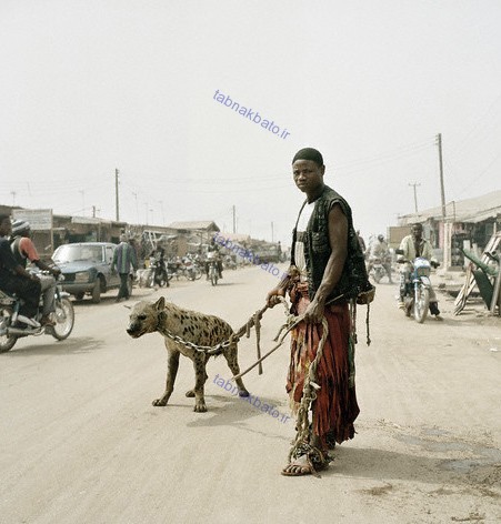تصاویر جالب از «کفتارهای دست‌آموز» در خیابان