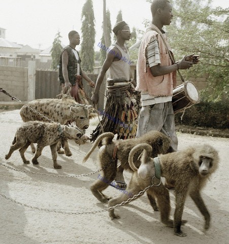 تصاویر جالب از «کفتارهای دست‌آموز» در خیابان