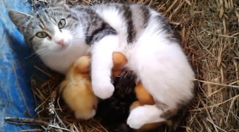 گربه ای که مادر بچه اردک ها شد