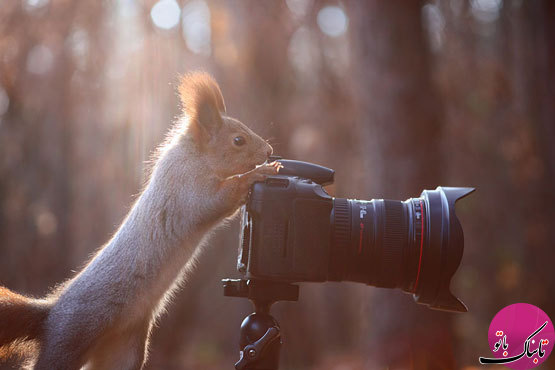 بازیگوشی سنجاب‌ها از دریچه دوربین عکاس روس