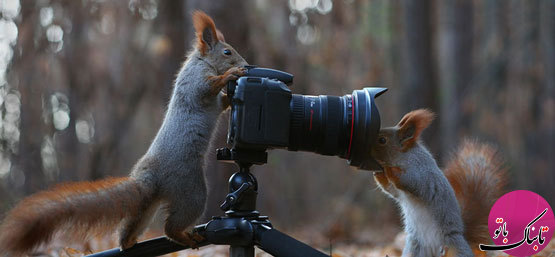 بازیگوشی سنجاب‌ها از دریچه دوربین عکاس روس