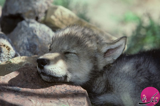 دانستنی‌هایی جالب از زندگی گرگ‌ها