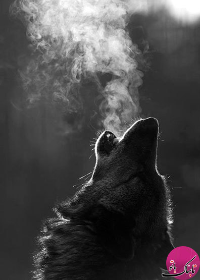 دانستنی‌هایی جالب از زندگی گرگ‌ها