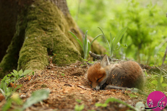 تصاویر: زندگی روباه‌ها در قاب دوربین