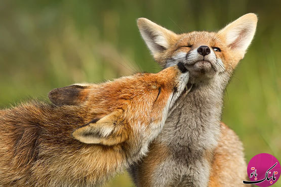 تصاویر: زندگی روباه‌ها در قاب دوربین