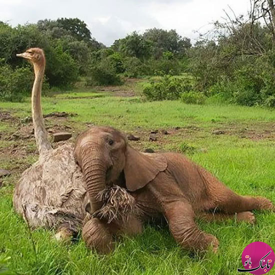 تصاویر دوستی عجیب بین فیل افسرده و شترمرغ