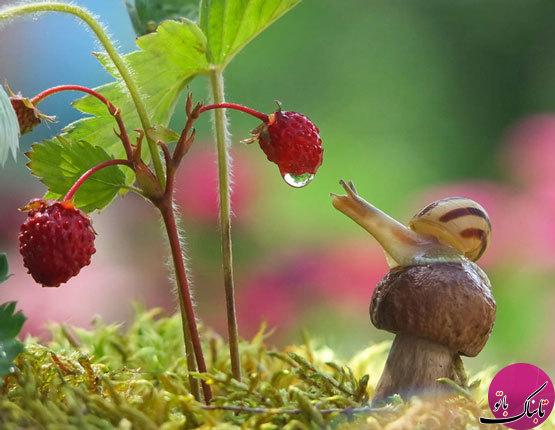 تصاویری زیبا از دنیای حلزون‌ها