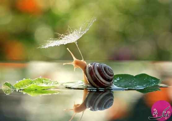 تصاویری زیبا از دنیای حلزون‌ها