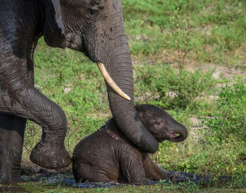 حمایت فیل مادر از خانواده برای عبور از جاده