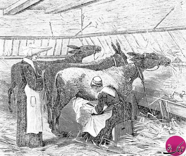 مصارف شیر الاغ در طول تاریخ