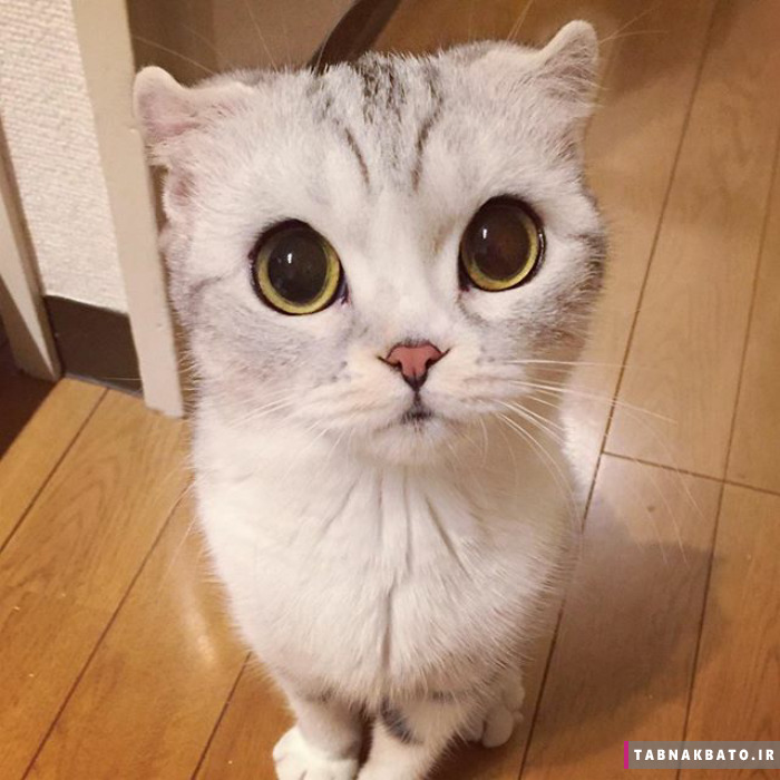 ملاقات با هانا، بچه گربه ژاپنی با چشمانی فوق درشت