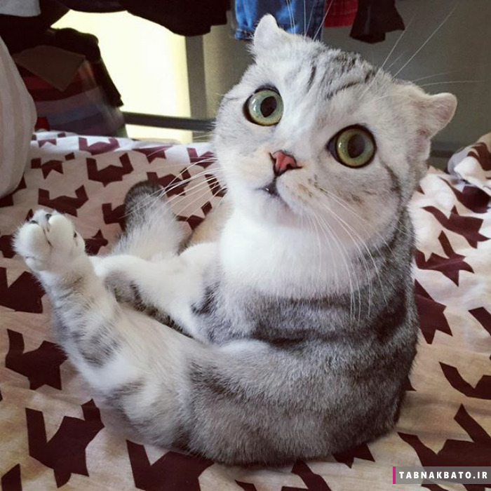ملاقات با هانا، بچه گربه ژاپنی با چشمانی فوق درشت