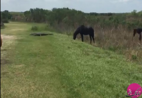 حمله‌ی اسب وحشی به تمساح در فلوریدای آمریکا