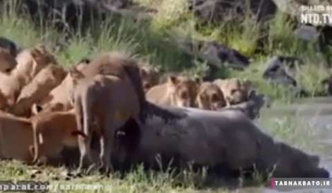 علت سلطان جنگل بودن شیر نر را در این ویدیو ببینید!