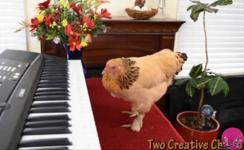 مرغ موسیقیدان با استعداد عجیب در نواختن پیانو