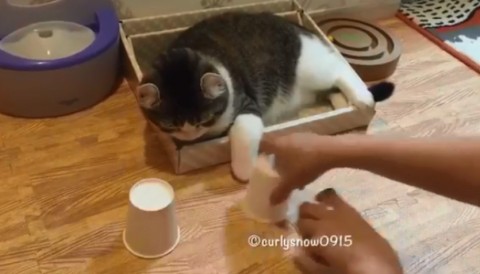 مهارت و هوش سرشار این گربه در بازی گل یا پوچ