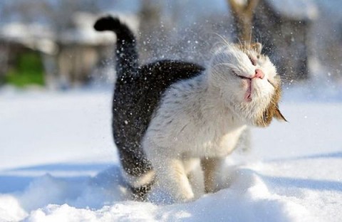 واکنش دیدنی حیوانات به برف