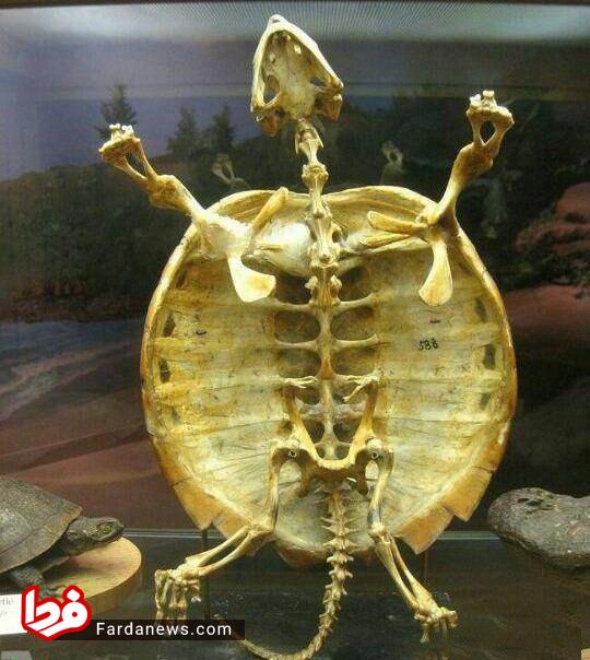 تا به حال اسکلت یک لاک‌پشت را دیده‌اید؟ +عکس