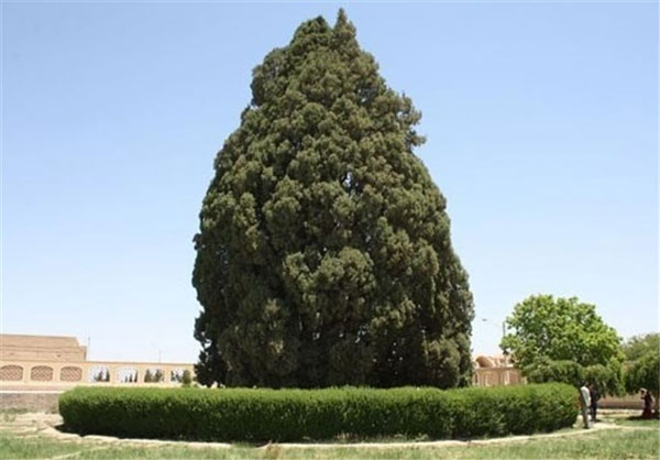 ثبت جهانی پیرترین درخت دنیا+عکس
