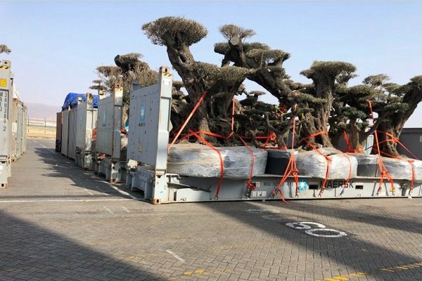 امارات درخت‌های نادر یمن را به سرقت برد +عکس