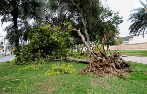 لحظه کنده شدن درخت از ریشه توسط طوفان