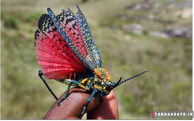 هنر دستان خدا: سیاحت زیباترین حشرات دنیا