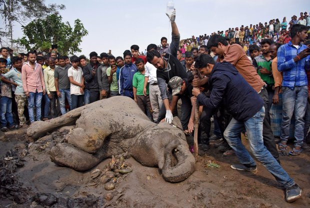 کشته شدن فیل‌ها در تصادف با قطار +تصاویر