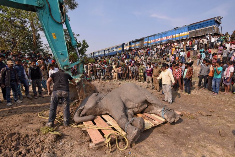 کشته شدن فیل‌ها در تصادف با قطار +تصاویر
